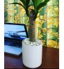 Corn Plant - Dracaena Fragrans - Rick - White Ceramic Planter - Stone - Desk - Indoor Plant